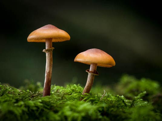 Fungi Photography