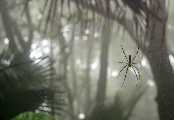 Spider on trail in Hong Kong