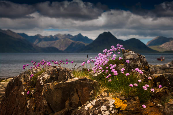 Sea Pink flowers (Armeria maritima) at Elgol with The Cuillin mountains backdrop